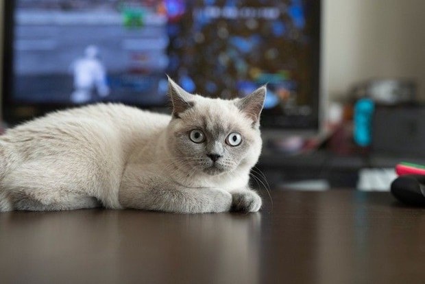 テレビの前の猫