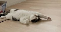 朝起きて、床の上を見ると『猫』が……思わず笑ってしまう『可愛い光景』に「スーパーマンみたいｗ」「今から変身するのかなｗ」と反響