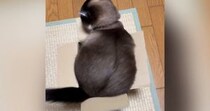 段ボール箱に入りたい猫→何度も『おしり』を動かして…可愛すぎて笑ってしまう光景が1670万再生「どすんどすんｗ」「顔は諦めたかなｗ」