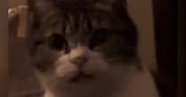 夜、布団の前にやってきた猫→『一緒に寝る？』と聞いてみた結果…まさかの展開が215万再生「何回も見ちゃったｗ」「会話してて可愛い」