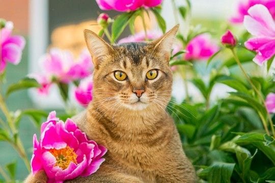 猫の『寿命』に影響を与える5つの要素 実は毛色や長さも関わっている?長生きの秘訣も