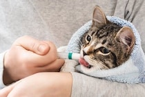 『薬が苦手な猫』に上手に飲ませる方法3つ　錠剤・粉薬・液剤…それぞれのコツとは？
