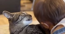 ソファでくつろぐ猫→『赤ちゃん』が顔を近づけて甘えてきた結果…『まさかの行動』が尊すぎると28万再生「本当に大人しい」「愛が深い」