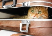 猫が引き起こした『嘘みたいなトラブル』4選　実際の事件から学べる対策方法も