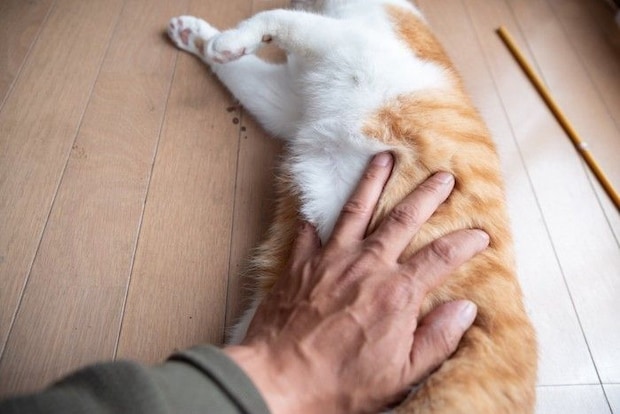 猫の腹を撫でる手