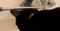 お風呂場にやってきた猫→『バスタブの縁』に立つと……可愛すぎる『まさかの行動』が116万再生「落ちちゃダメだよｗ」「慣れた手つきｗ」