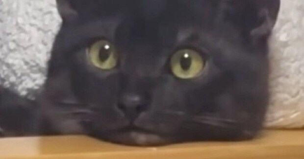 椅子で休んでいた猫の前で『おもちゃを動かした』結果→表情が…衝撃の光景が50万再生「見たことない顔してるｗ」「まじで人間みたいｗ」