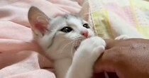 元気いっぱいな保護子猫→お腹を『こちょこちょ』して遊んでみると…『尊すぎる光景』に癒される人が続出「めちゃ可愛いｗ」「笑った」