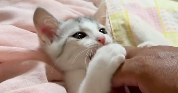 元気いっぱいな保護子猫→お腹を『こちょこちょ』して遊んでみると…『尊すぎる光景』に癒される人が続出「めちゃ可愛いｗ」「笑った」