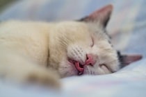 猫が『寝言を言っている』ときに考えられる理由4つ　中には注意が必要なケースも？