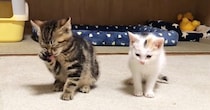 ケージ越しに会っていた子猫2匹→直接対面すると…とんでもなく尊い『まさかの光景』が74万再生「可愛いの暴力ｗ」「破壊力がやばい」と悶絶