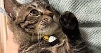 １歳の猫、パパが抱っこすると『小さく見える』のに…ママが抱っこすると→同じ猫とは思えない『まさかの光景』に「全然違うｗ」「びっくりｗ」