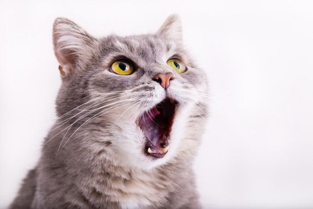 猫の顔