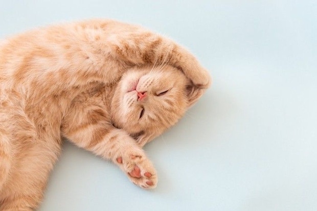 眠る猫