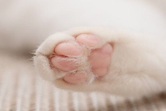 人間にはあるのに猫にない?『体のパーツ』4つ なぜ猫には必要ないの?人との違いも解説