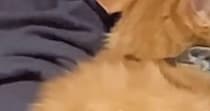 人見知りな子猫→『お隣さん』が訪ねてきた結果…とんでもなく『尊い行動』に「赤ちゃんみたい」「可愛すぎて泣いちゃう」と３万いいね