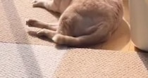 動物病院の先生に『硬い』と言われたネコ…毛づくろい中の『衝撃のシルエット』に「カンガルーみたいｗ」「犬かと思ったｗ」と爆笑の声続出