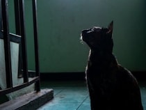 猫の目には『幽霊が見えている』と言われる理由4つ　本当に見えるの？不思議な仕草の意味とは