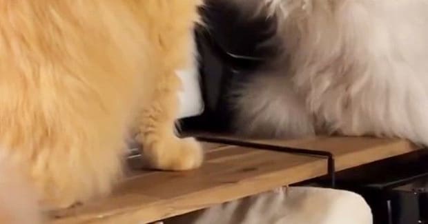 向かい合う2匹の猫→片方の『ポーズ』を見ると…まさかの光景に4万いいね「電車で盛大に吹いたw」「思った以上にしっかりしてるw」と爆笑の声
