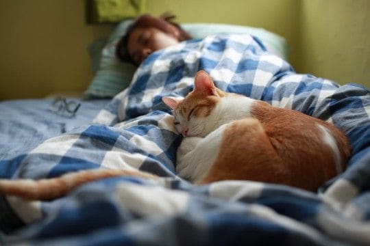 猫と『一緒に寝る』ときの絶対NG行為4つ 危険な事故の可能性や安全を守る工夫
