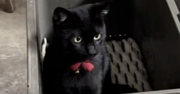 箱の中に入る『ぬいぐるみのように可愛い黒猫』→近づいてみると…尊い光景が58万再生「可愛すぎてよだれ出た」「アニメに出てきそう」