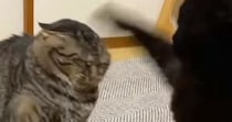 『喧嘩をする２匹の猫』を見ていると…１匹の猫がとった『予想外すぎる行動』が70万再生「吹いてしまった」「耐えられなかったｗｗ」と大爆笑