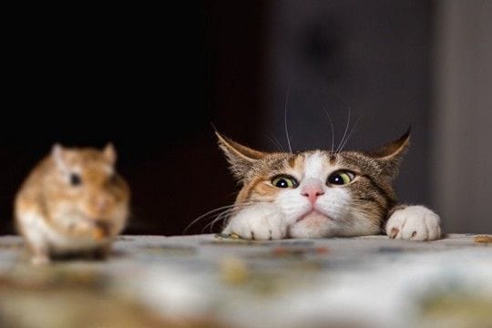 博物館の猫は「ロックスター並み」の人気者 来館者を歓迎し展示品を守る活躍ぶり 米国