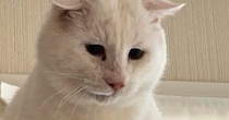 元野良猫を『動物病院』に連れて行こうとした結果→キャリーへの移動に失敗して…思わず笑ってしまう光景に「必死なのが伝わるｗ」「可愛いｗ」