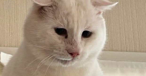 元野良猫を『動物病院』に連れて行こうとした結果→キャリーへの移動に失敗して…思わず笑ってしまう光景に「必死なのが伝わるw」「可愛いw」