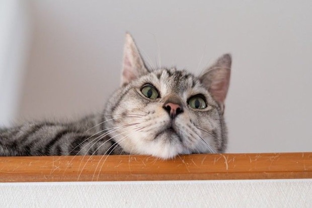 高い所から見つめる可愛い猫 サバトラ猫