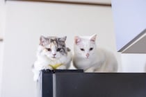 猫が『高い場所』を好んで登る理由3選　考えられる心理やトラブルの予防策まで