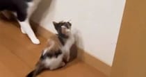 赤ちゃん猫が壁にいた『虫』を見つめていると…お兄ちゃん猫がとった『まさかの行動』が尊すぎると30万再生「優しぃぃぃぃ」「惚れる」