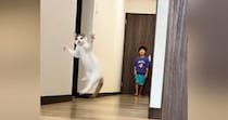 子どもたちがピンポン玉で遊び始めると、猫がやってきて…微笑ましい様子に「なんて幸せな光景」「３人兄妹のようで可愛い」と癒される人が続出