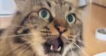 飼い主の手を見て『怒り始めたネコ』→あまりにも可愛すぎる『鳴き声』に悶絶の声「破壊力がすごい」「何度も見てしまった」と19万再生
