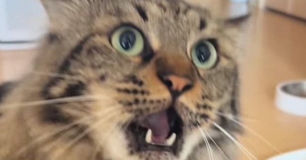 飼い主の手を見て『怒り始めたネコ』→あまりにも可愛すぎる『鳴き声』に悶絶の声「破壊力がすごい」「何度も見てしまった」と19万再生