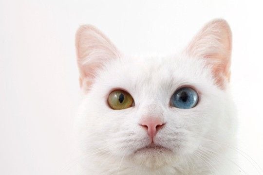猫の『目の色』に関する4つの不思議 オッドアイはなぜ生まれるの?瞳に隠された秘密とは