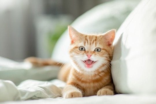 猫があなたにする『ちょっと困る行動』4選　気持ちは嬉しいけど…上手な応え方もご紹介