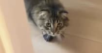 猫が『パック姿の飼い主』と遭遇した結果…あまりにも可愛らしい『リアクション』に爆笑「吹いたｗｗ」「顔覚えてるのかな」と29万再生