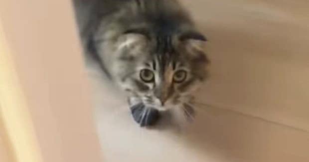 猫が『パック姿の飼い主』と遭遇した結果…あまりにも可愛らしい『リアクション』に爆笑「吹いたｗｗ」「顔覚えてるのかな」と29万再生