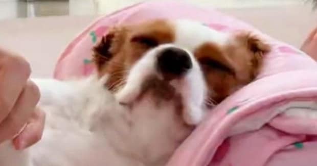 爪やすりをかけてもらい『気持ちよさそうな表情の犬』→すぐ隣には……笑ってしまう光景に２万いいね「めちゃめちゃ見てるｗ」「ガン見だねｗ」
