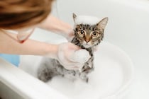 猫の『シャンプー』をするときに避けるべきNG行為5選　危険なトラブルの可能性や安全に洗う方法まで