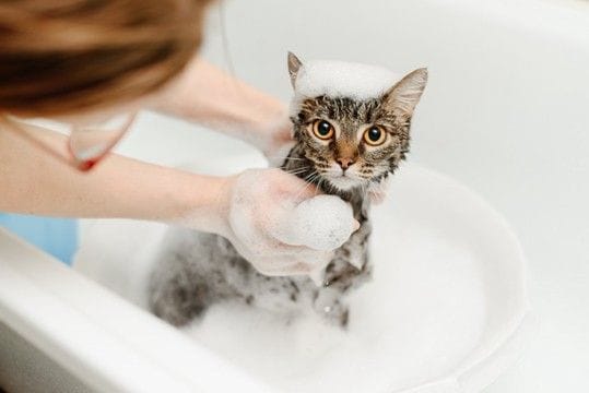 猫の『シャンプー』をするときに避けるべきNG行為5選　危険なトラブルの可能性や安全に洗う方法まで