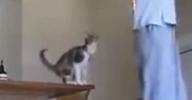 背後から近寄るネコ→飼い主の肩に乗ろうと『大ジャンプ』した結果…「コントかよｗｗ」「完璧なタイミングｗ」驚きの光景に１万いいね