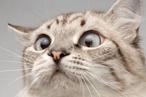 猫の『顔』に表れやすい個性的な模様5選　ユニークな呼び名や特徴もご紹介