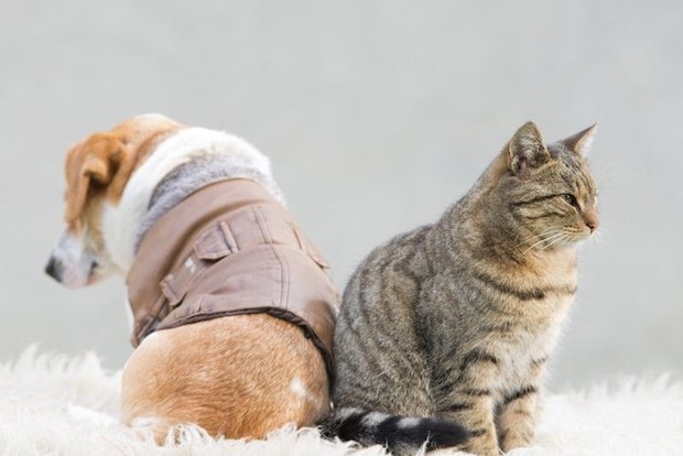 背中合わせの犬と猫