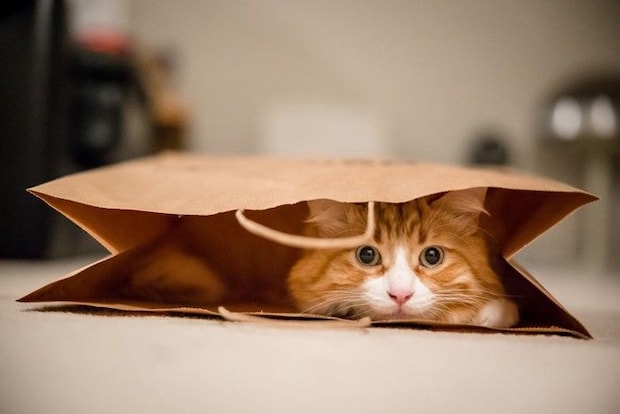袋の中の猫