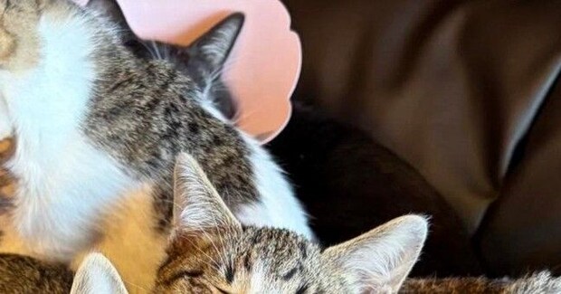 『ソファの上に集まる猫たち』を撮ったら…見事にシンクロした『可愛すぎる瞬間』に「ええええ奇跡」「こんなに揃うことあるんだ」と驚きの声