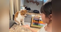 数々の『芸』を覚えた猫→女の子が合図を出すと…可愛すぎるやり取りが1474万再生「めんどくさそうすぎるｗ」「付き合ってくれるの優しい」