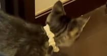 部屋から出てきた子猫→突然足を止めて『戦い始めた相手』とは…尊すぎる光景に１万いいね「一生懸命戦ってて可愛いｗ」「怖いんだよねｗ」