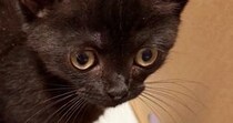 不動産屋に『猫の飼育申請』をしたら、結果は『否認』…まさかの『受理されなかった理由』に８万いいね「誰でも拒否するｗ」「床が抜けそうｗ」